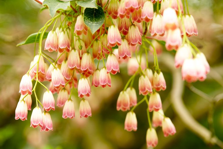 Enkianthus Campanulatus
