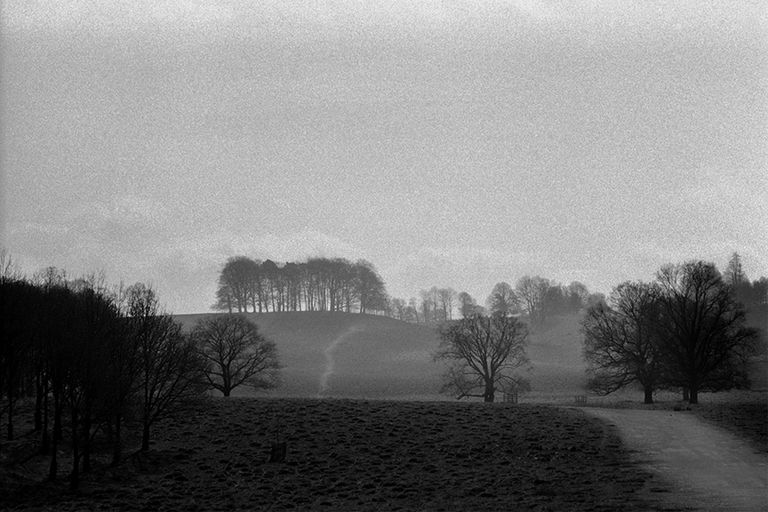 Petworth Park Walks, Petworth House and Park National Trust