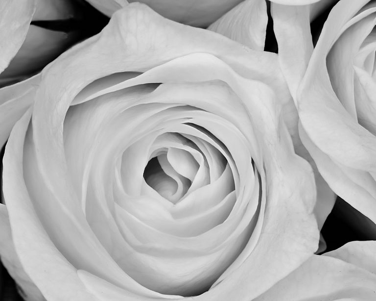 White Rose, Happy 2015