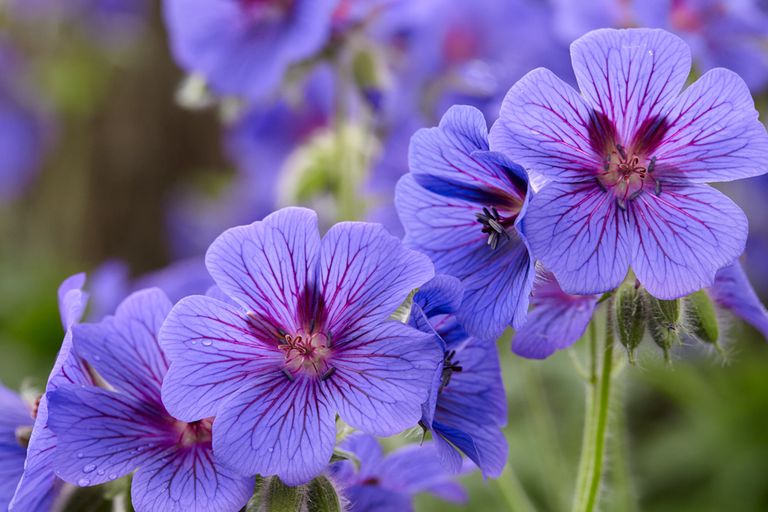 Geranium × magnificum, purple cranesbill geranium, purple flower