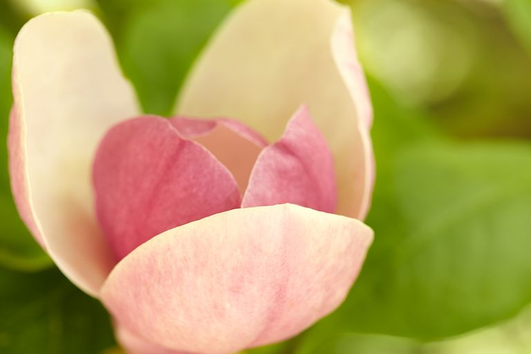 Saucer Magnolia, Magnolia x Soulangiana ‘Lennei’, Hybrid Magnolia